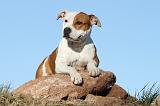 AMSTAFF ADULT 112